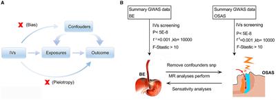 Association of Barrett's esophagus with obstructive sleep apnea syndrome: a bidirectional analysis of Mendelian randomization